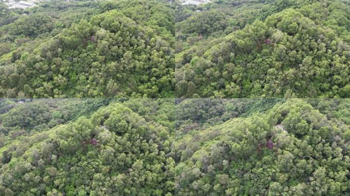 【正版素材】深圳笔架山公园