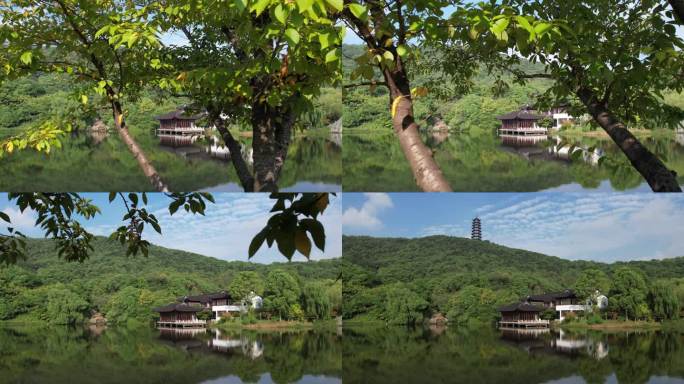 江苏张家港香山穿越樱花树