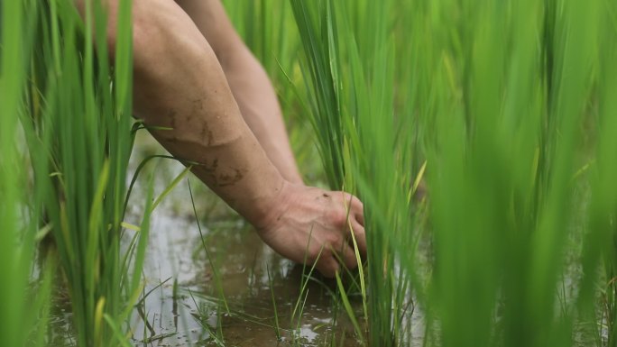 农田里农民伯伯查看水稻水稻种植培养插秧