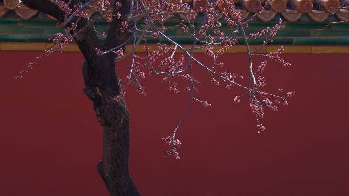北京故宫红墙梅花花朵