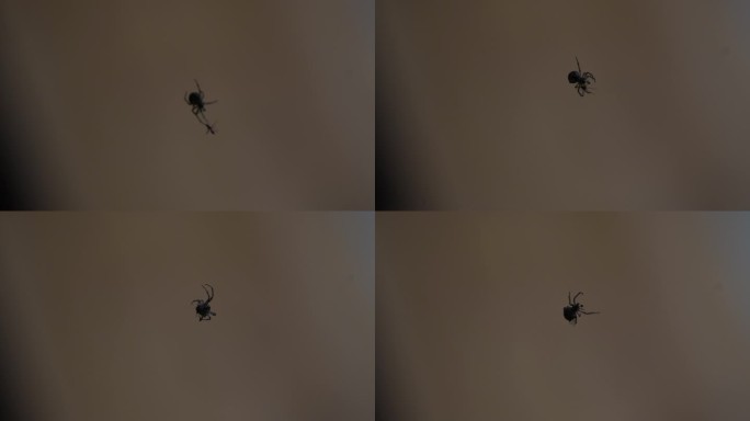 蜘蛛捕食特写拍摄一只蜘蛛捕食昆虫肉弱强食