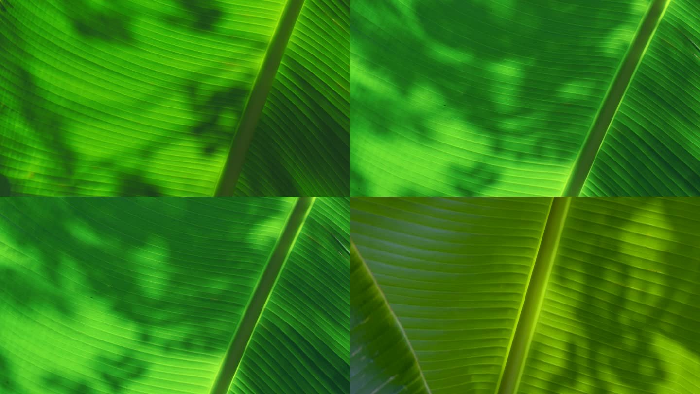 逆光透亮的绿色芭蕉叶上影子摇曳意境空镜头