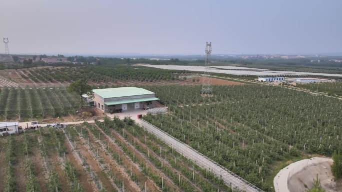 4K现代农业苹果园种植基地航拍