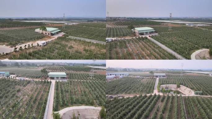 4K现代农业苹果园种植基地航拍