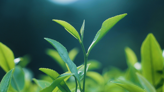 新鲜茶叶特写空镜素材01