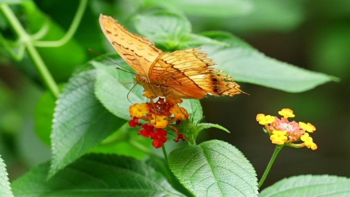 美丽的蝴蝶在花朵上采蜜授粉