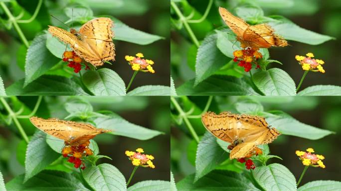 美丽的蝴蝶在花朵上采蜜授粉