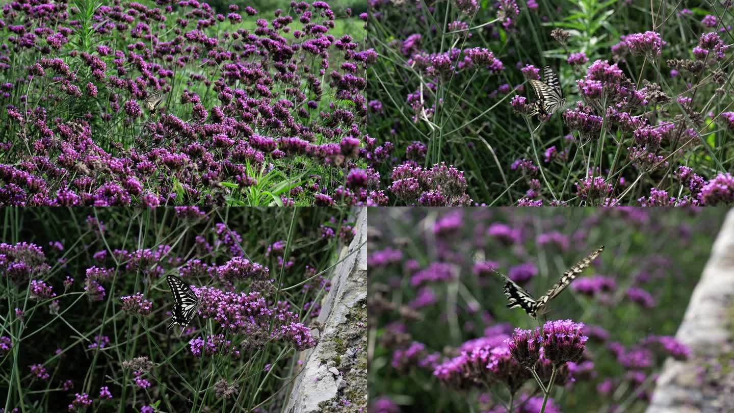 紫色马鞭草 蝴蝶 采蜜