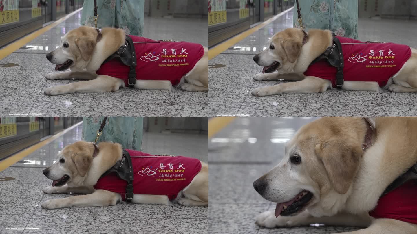 导盲犬趴在地铁站