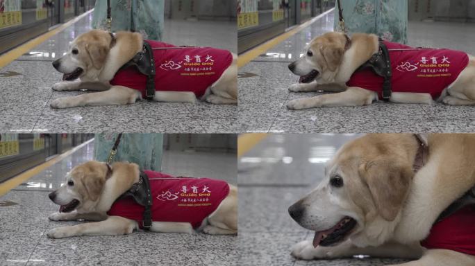 导盲犬趴在地铁站