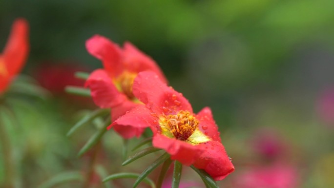 春天满地开花红色花瓣开花花朵红花