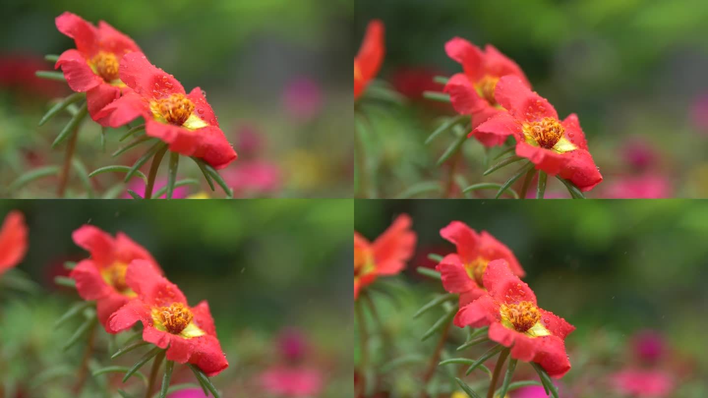 春天满地开花红色花瓣开花花朵红花