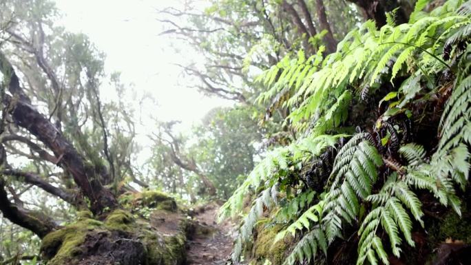 特内里费岛阿纳加月桂林植被的生物多样性