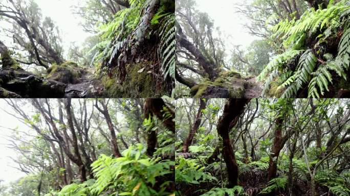 特内里费岛阿纳加月桂林植被的生物多样性