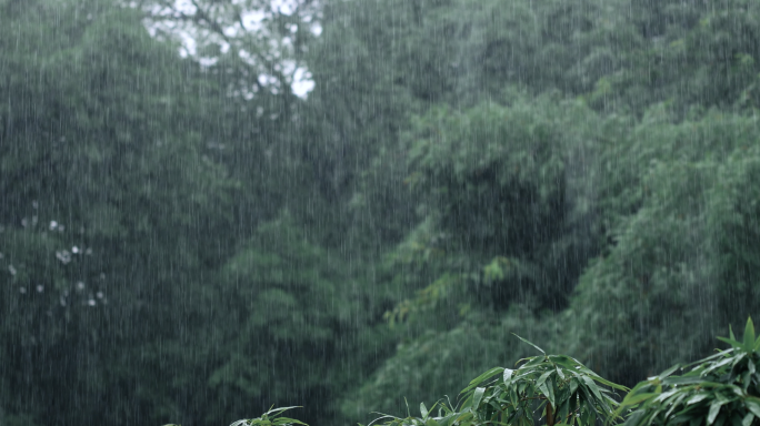 竹林雨天禅意空镜头
