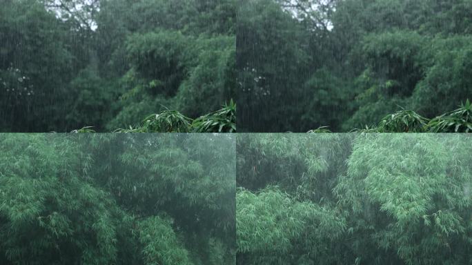 竹林雨天禅意空镜头