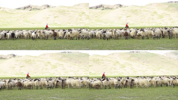 放牧 牧羊 蹦跑的羊群 小羊羔羊特写小羊