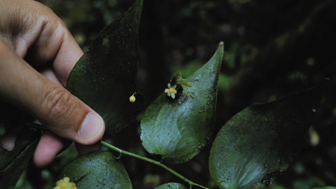 在特内里费岛联合国教科文组织生物圈保护区的阿纳加月桂林中徒步旅行