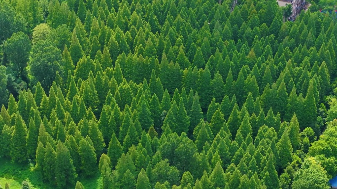 南湾林场 林场松树林水杉树 林场绿树成荫