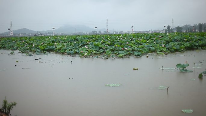 荷雨幽情