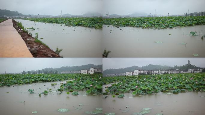 荷雨幽情