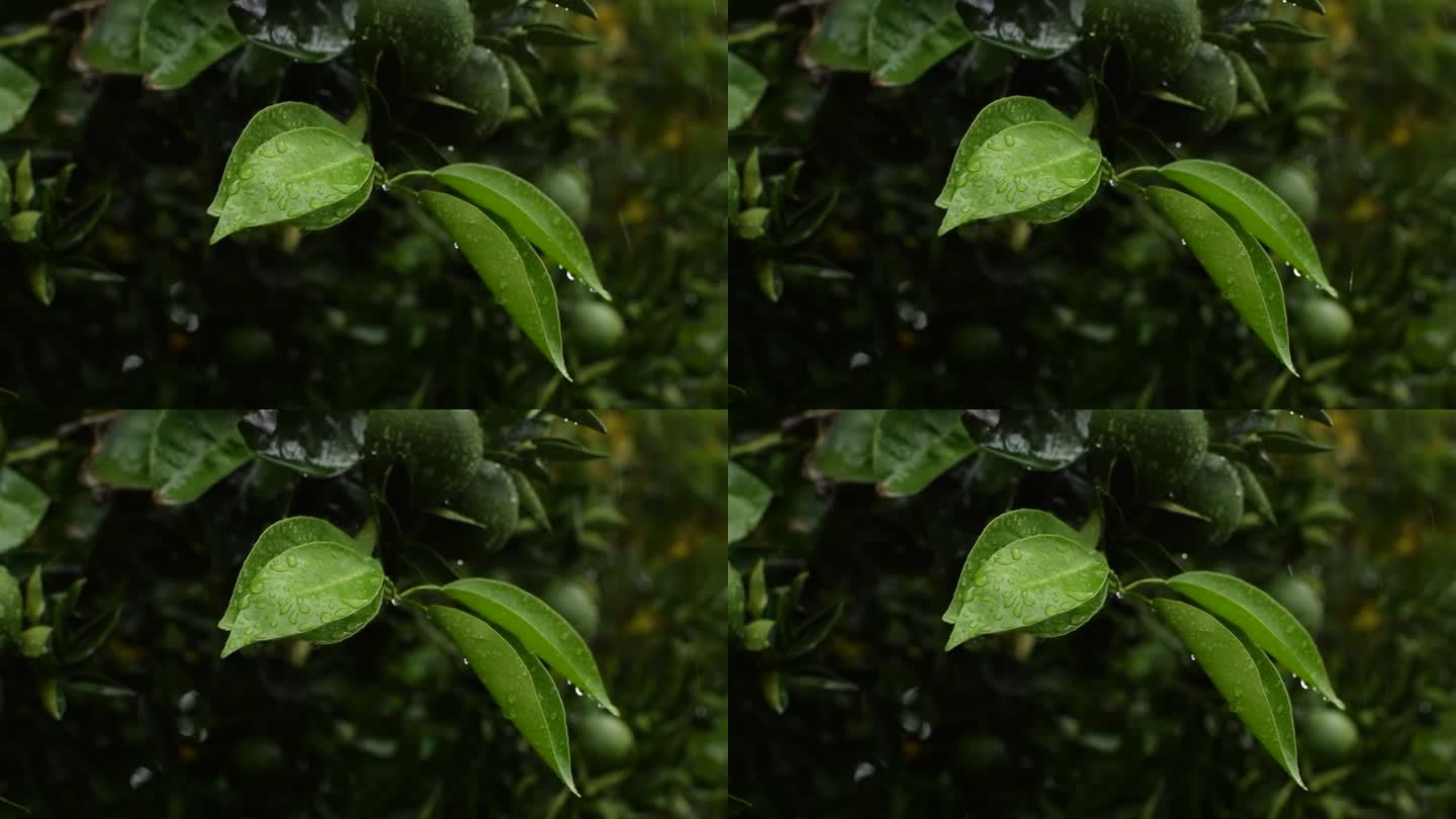 雨后树枝上有叶子的绿橘子。橘子的季节。新鲜成熟的橘子和树叶形象，柔和的焦点