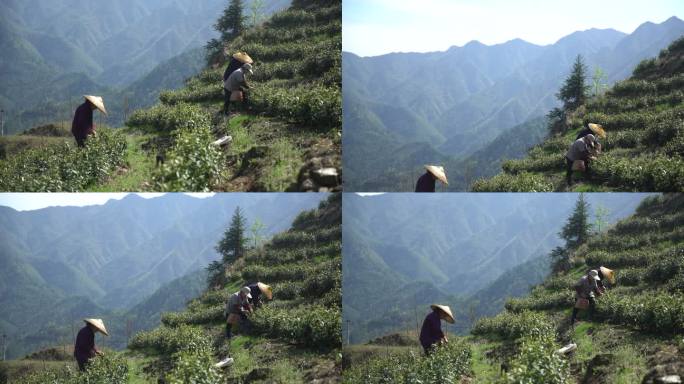 老人戴斗笠采茶茶叶茶山采茶人