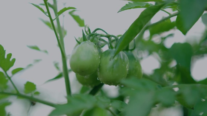 小绿番茄果实生长在花园里