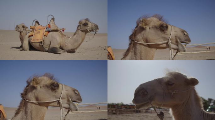 休息中的骆驼