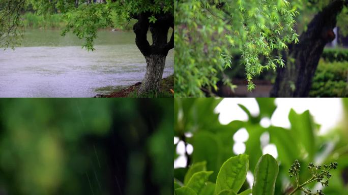 4K雨点滴落叶片升格唯美空镜