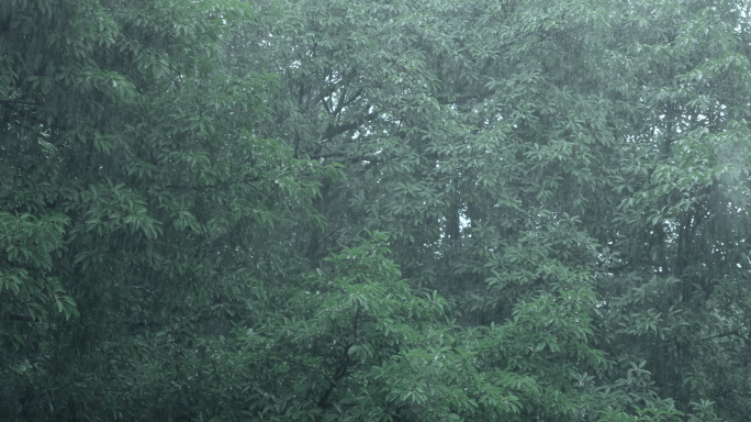 森林雨景唯美空镜