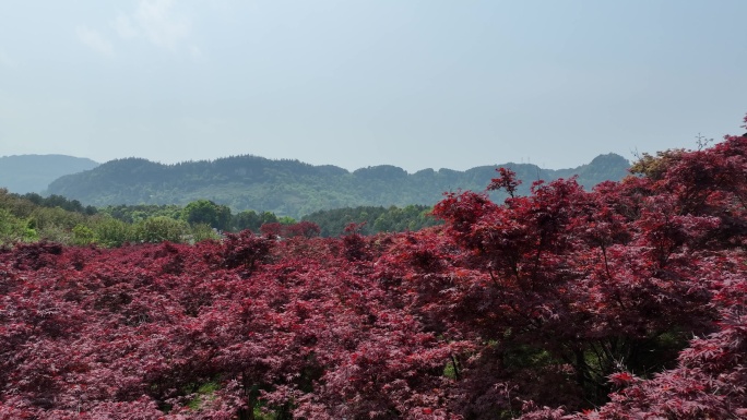 重庆市巴南区南湖多彩植物园