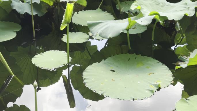 湖面荷叶荷花池倒影空景