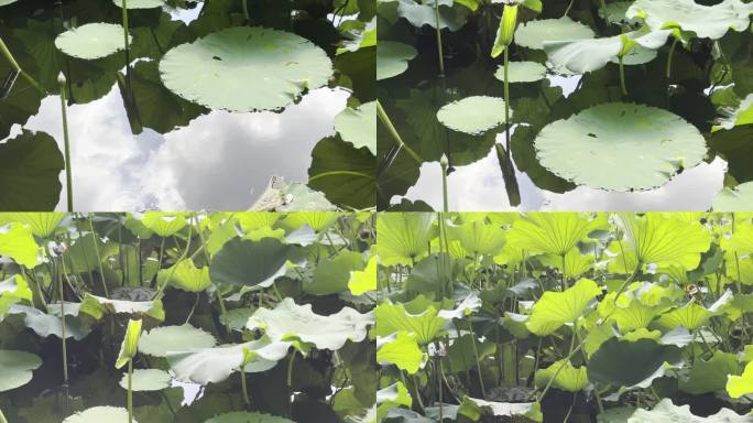 湖面荷叶荷花池倒影空景