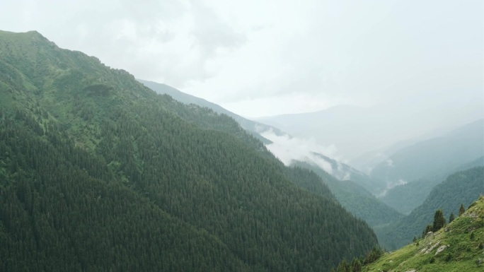 阴雨天，喀尔巴阡山脉的美景令人叹为观止。薄雾在覆盖着群山的针叶林上空盘旋。