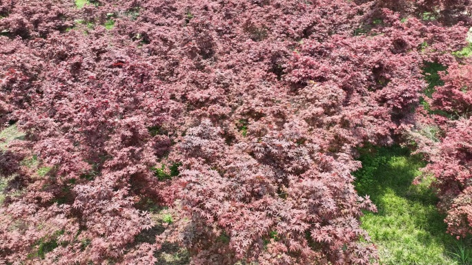 重庆市巴南区南湖多彩植物园