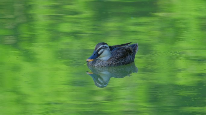 斑嘴鸭野鸭在湖面池塘打盹睡觉