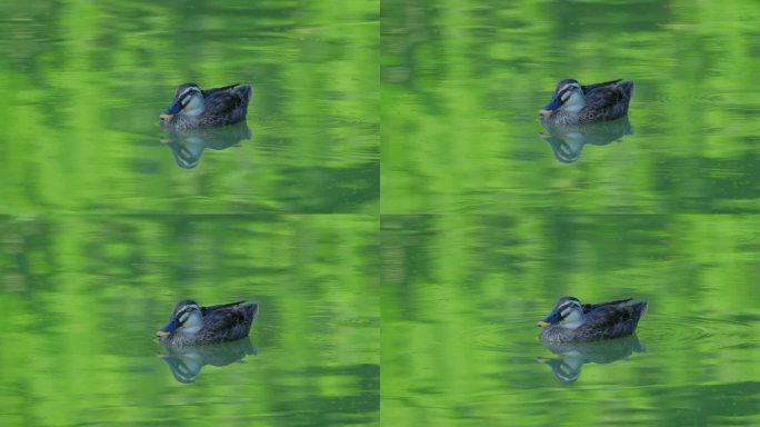 斑嘴鸭野鸭在湖面池塘打盹睡觉