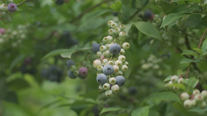 蓝莓树蓝莓果