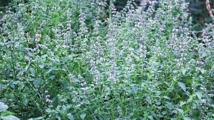 荆芥 罗勒 荆芥花 夏季蔬菜