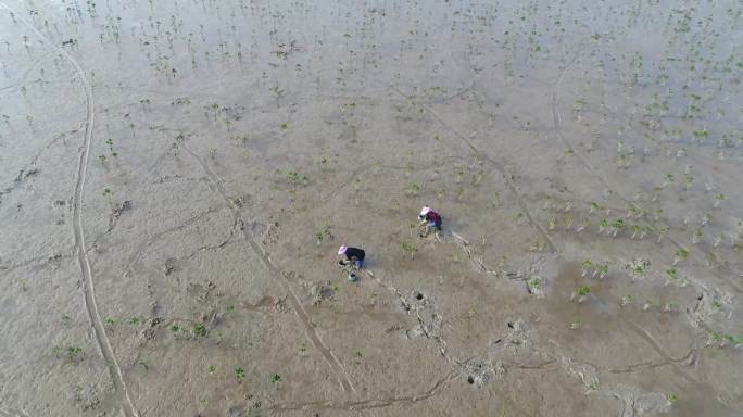 J浙江温州苍南耕种种树4K航拍视频2