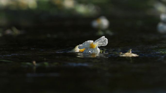 海菜花 水中花 4k