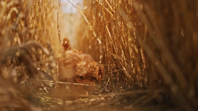 金色魔法:可爱的玩具狮子狗在草丛中的干树枝间行走