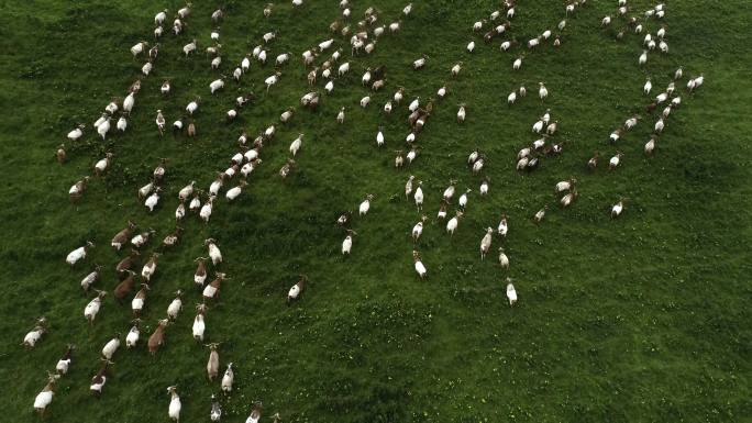 草原牧场上奔跑的羊群