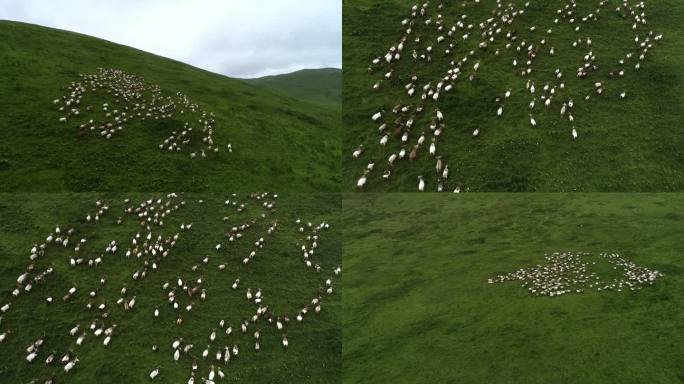 草原牧场上奔跑的羊群