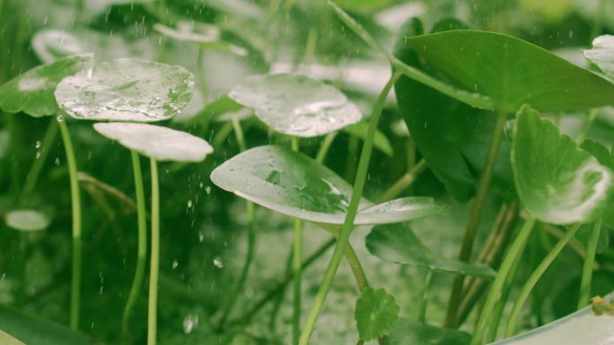 雨 雨水 雨滴铜钱草 大自然 植物