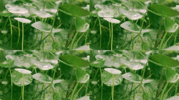 雨 雨水 雨滴铜钱草 大自然 植物