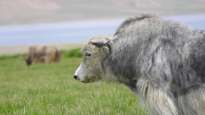 西藏旅游 奶源 牧场风光 原生态牧场 牦