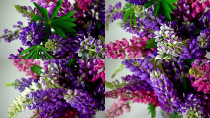 一束羽扇豆。在灰色的背景上，有粉红色和紫色的夏季花。羽扇豆花蕾。夏日花香背景