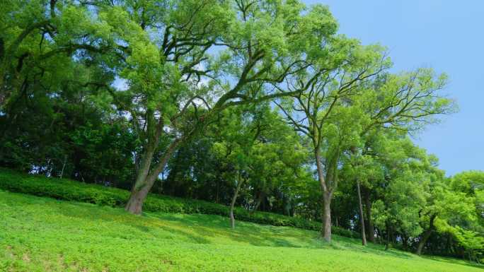 山坡草地树林